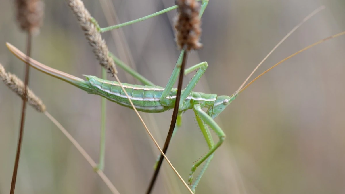Bugacpuszta Saga: a fűrészlábú nyomában a Petőfi emlékév alkalmából - image description