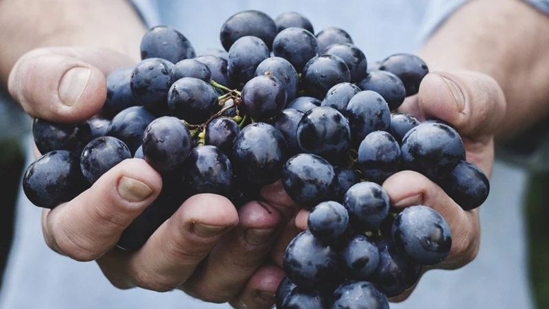 A Kunsági Borvidék is versenyben van,  Frittmann János a legjobbak között - image description