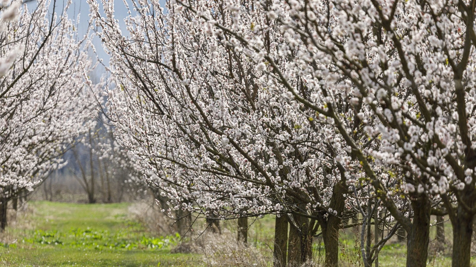 Faggyal érkezett a hivatalos tavasz  - image description