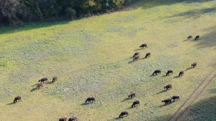 A képen egy nagy legelő látható, amin bivalyok legelnek.