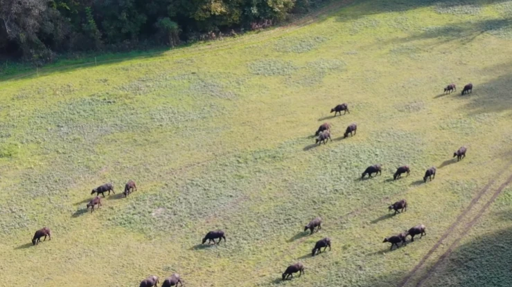 A képen egy nagy legelő látható, amin bivalyok legelnek.