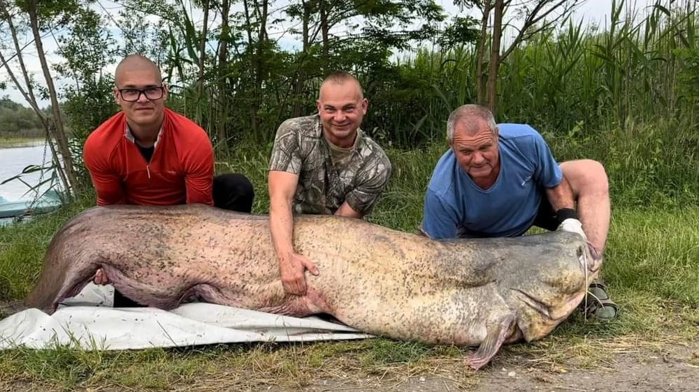 Nem szörnyeteg, óriásharcsa! - image description