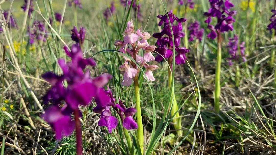 Pompás színekben virul a puszta Bács-Kiskunban - image description