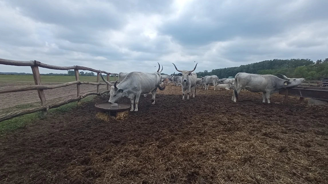 Csodálatos természeti környezettel ismerkedtek a kirándulók a Bugacpusztaházi Értékjáró Séta során  - image description