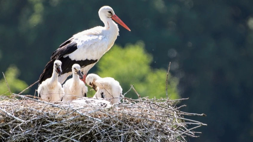 Nézzenek oda! Itt az utánpótlás ÉLŐ KAMERA  - image description