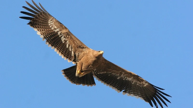 Különleges ragadozó kering Bácsborsód felett  - image description