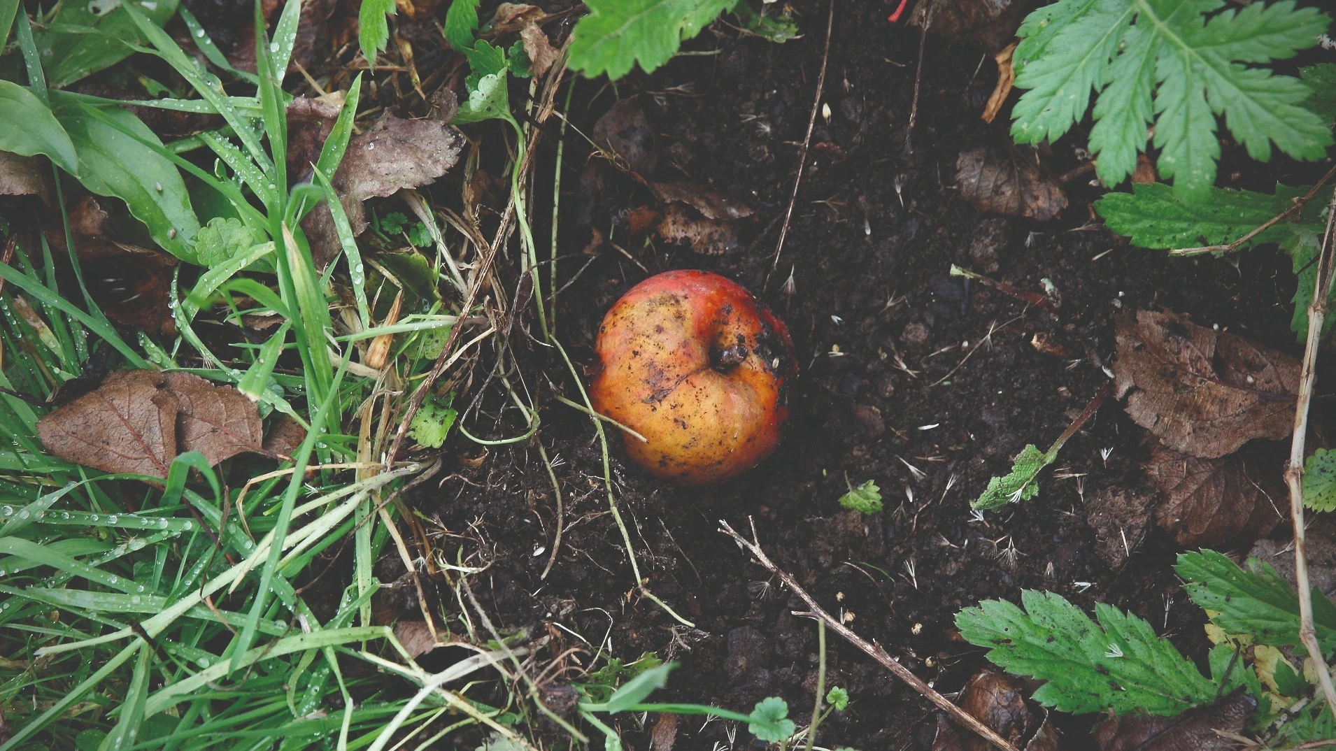  KLÍMAKÓDEX - A biohulladék nem a szemetesbe való  - image description