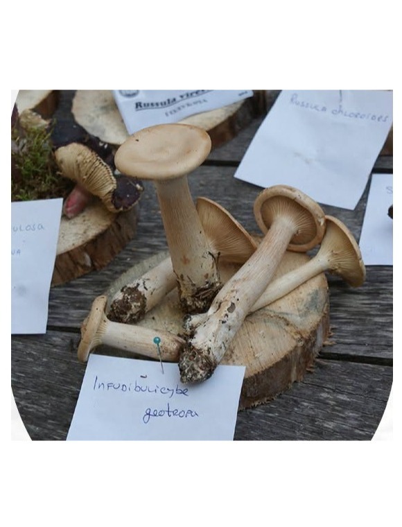 Gombásznap Bugacon