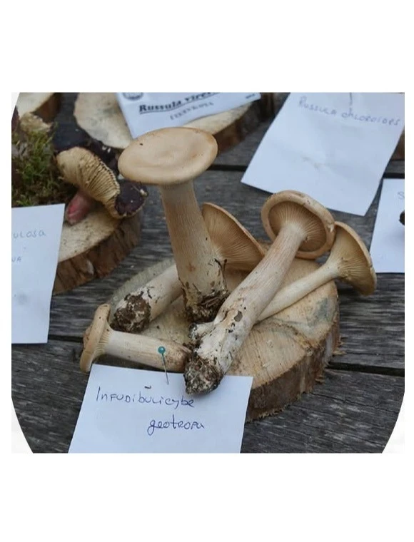 Gombásznap Bugacon