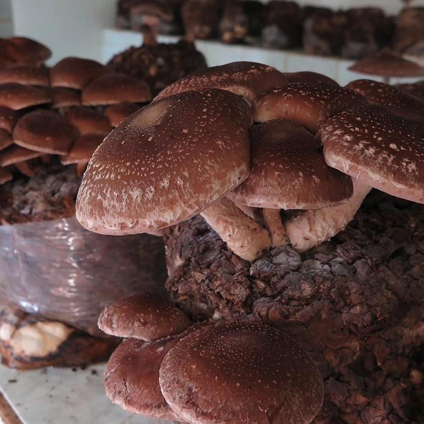 Fülöpjakabi biotermesztők - image description