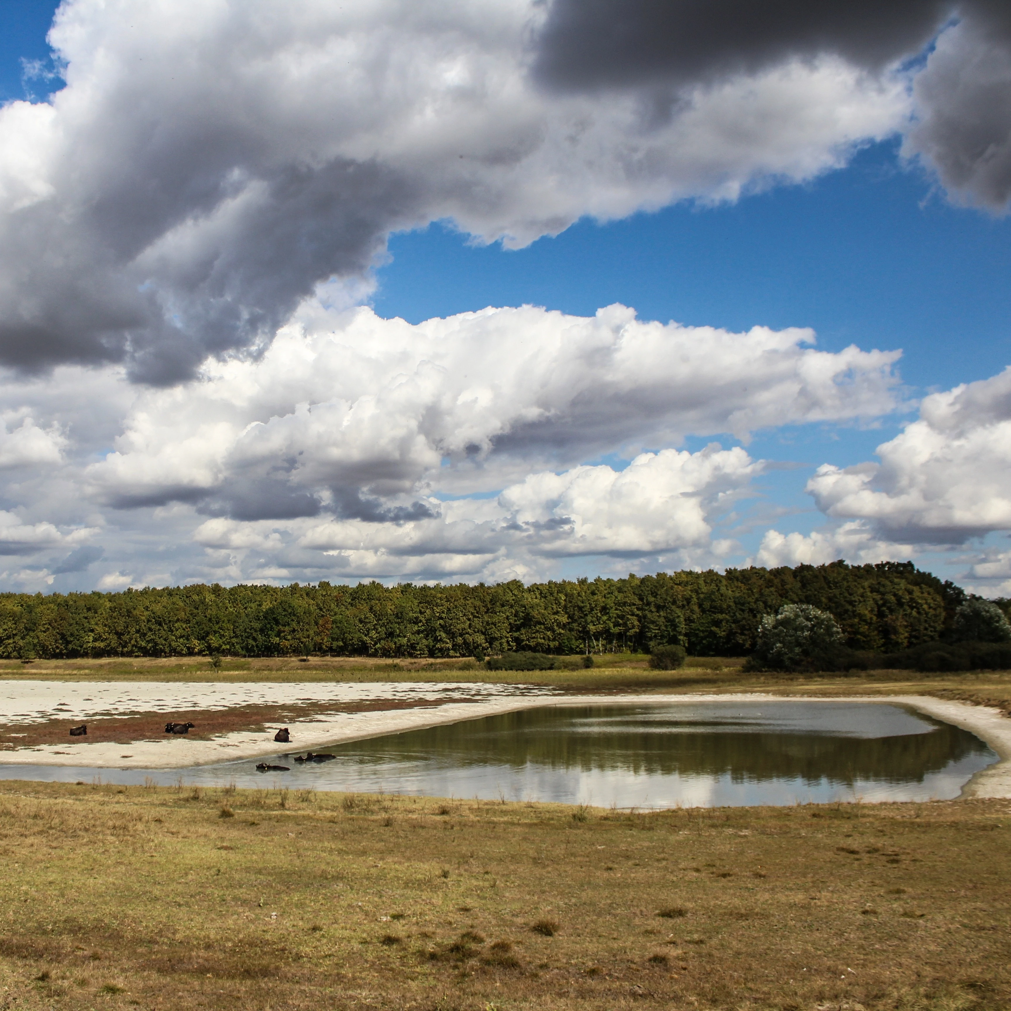 „A szikes tó meséi” - Bácsalmási Sóstó túra madár- és bivalylessel - image description