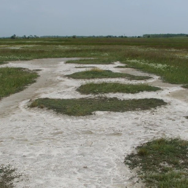 Csongrádi Kónya-szék - image description