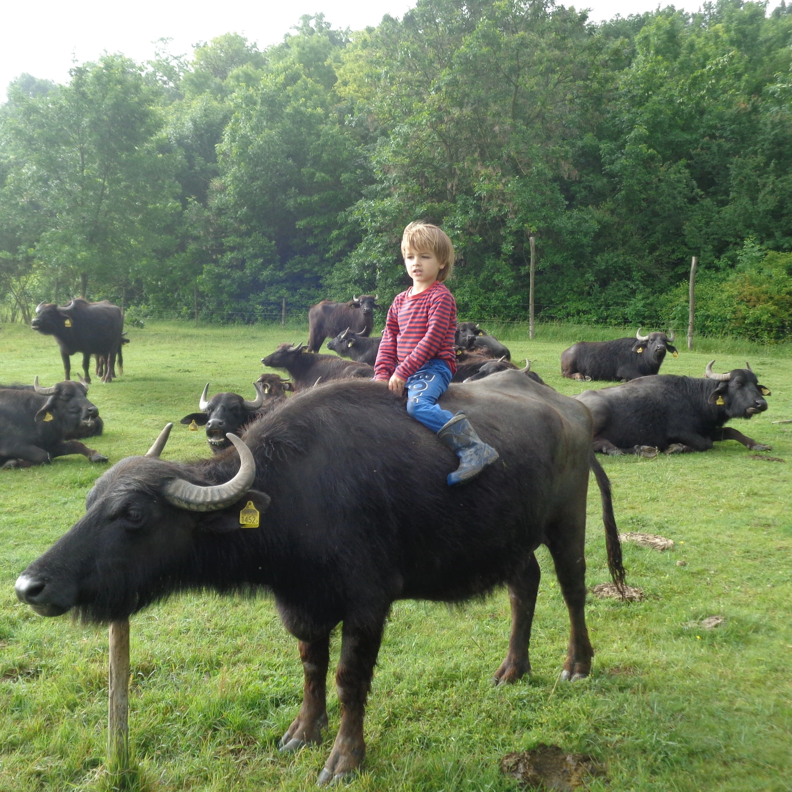 Bácskai Bivalyos Birtok - „Bivalyszafari” – a természet és az állatok gyógyító ereje - image description