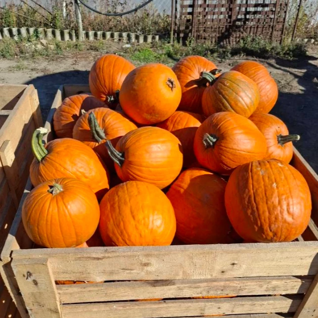 A képen halloweeni tökök láthatóak egy fa ládában.