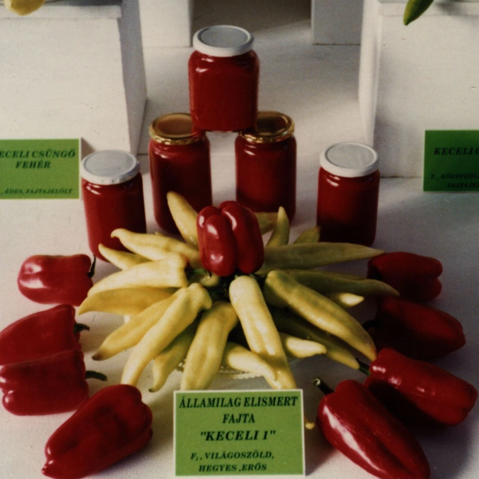 Fejes Márton paprikanemesítő, kertész munkássága - image description