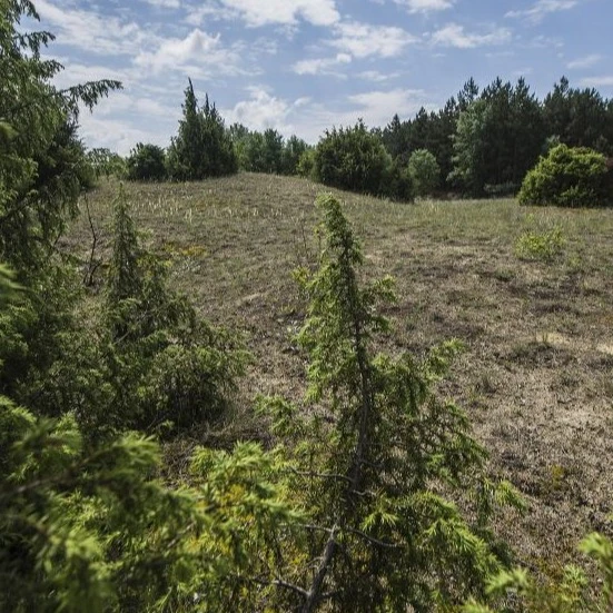 Bugaci Ősborókás - image description