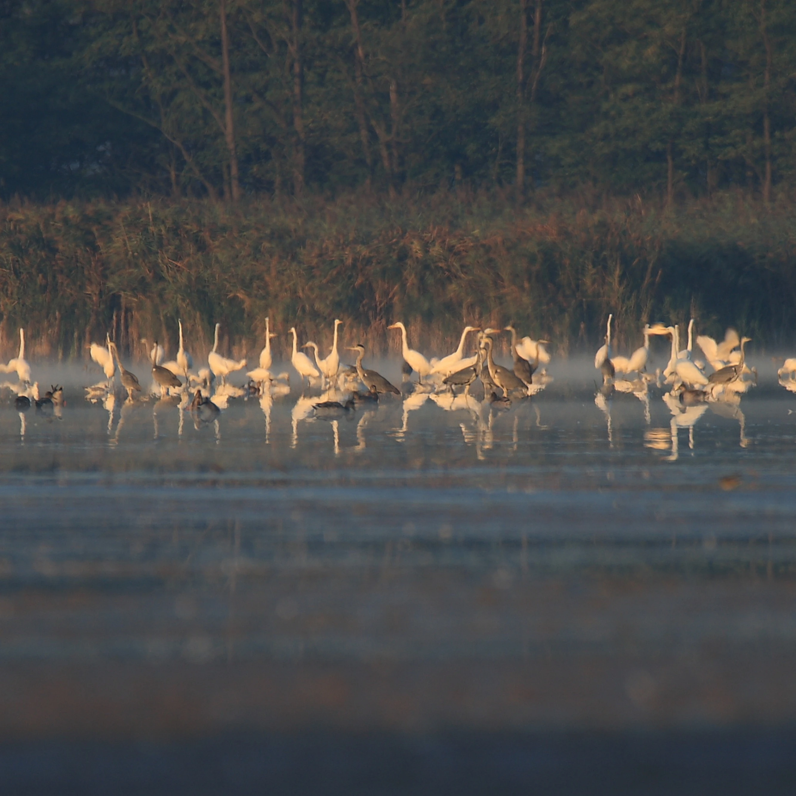 Péteri-tó - image description