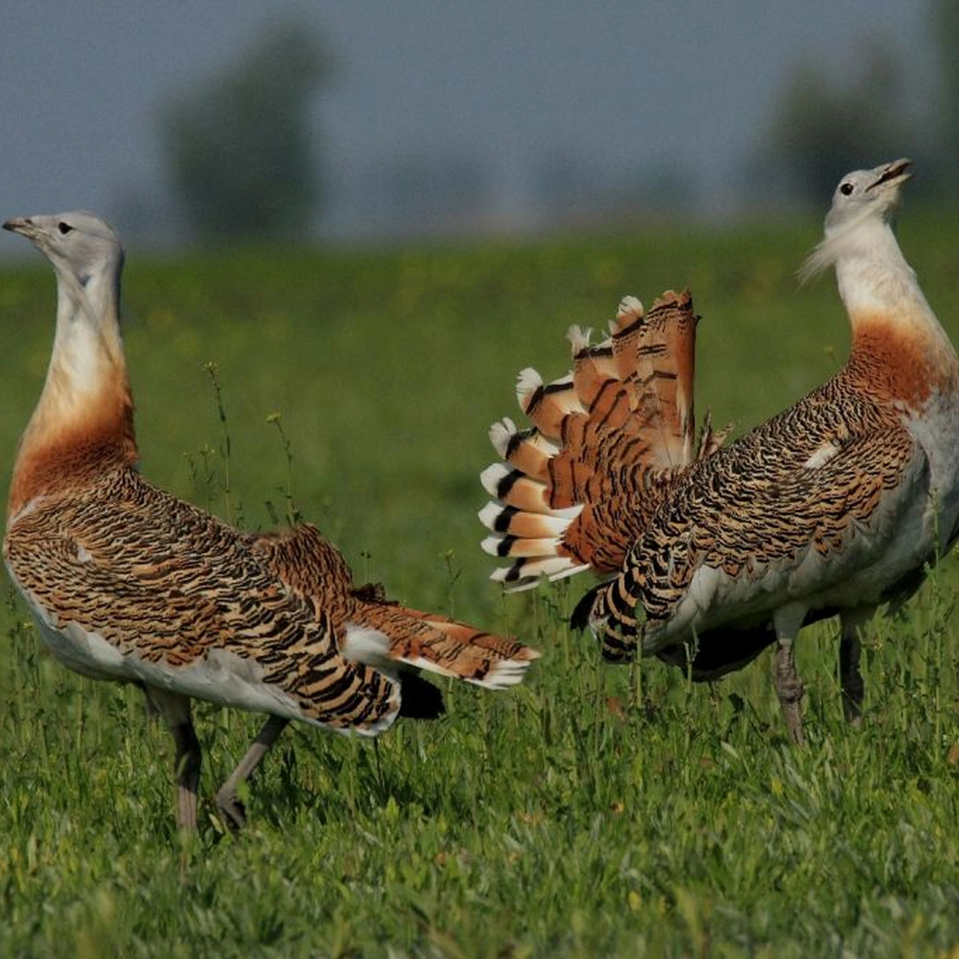 Túzok (Otis tarda) - image description