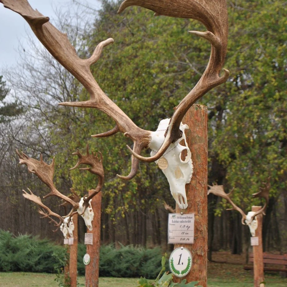 Balotaszállási-kelebiai dámpopuláció - image description