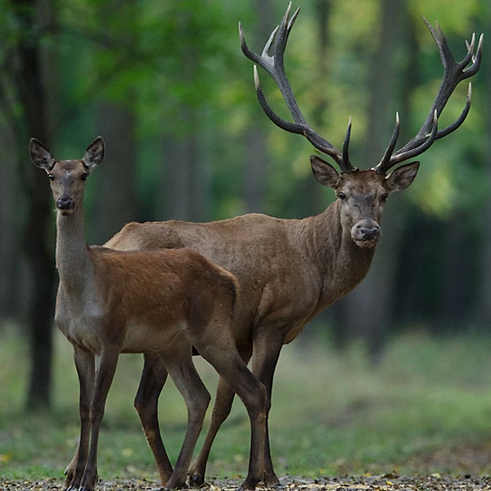 Gemenci gímszarvas (Cervus) - image description