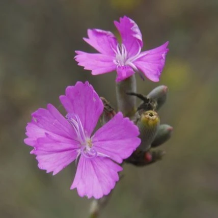 Tartós szegfű tanösvény - image description