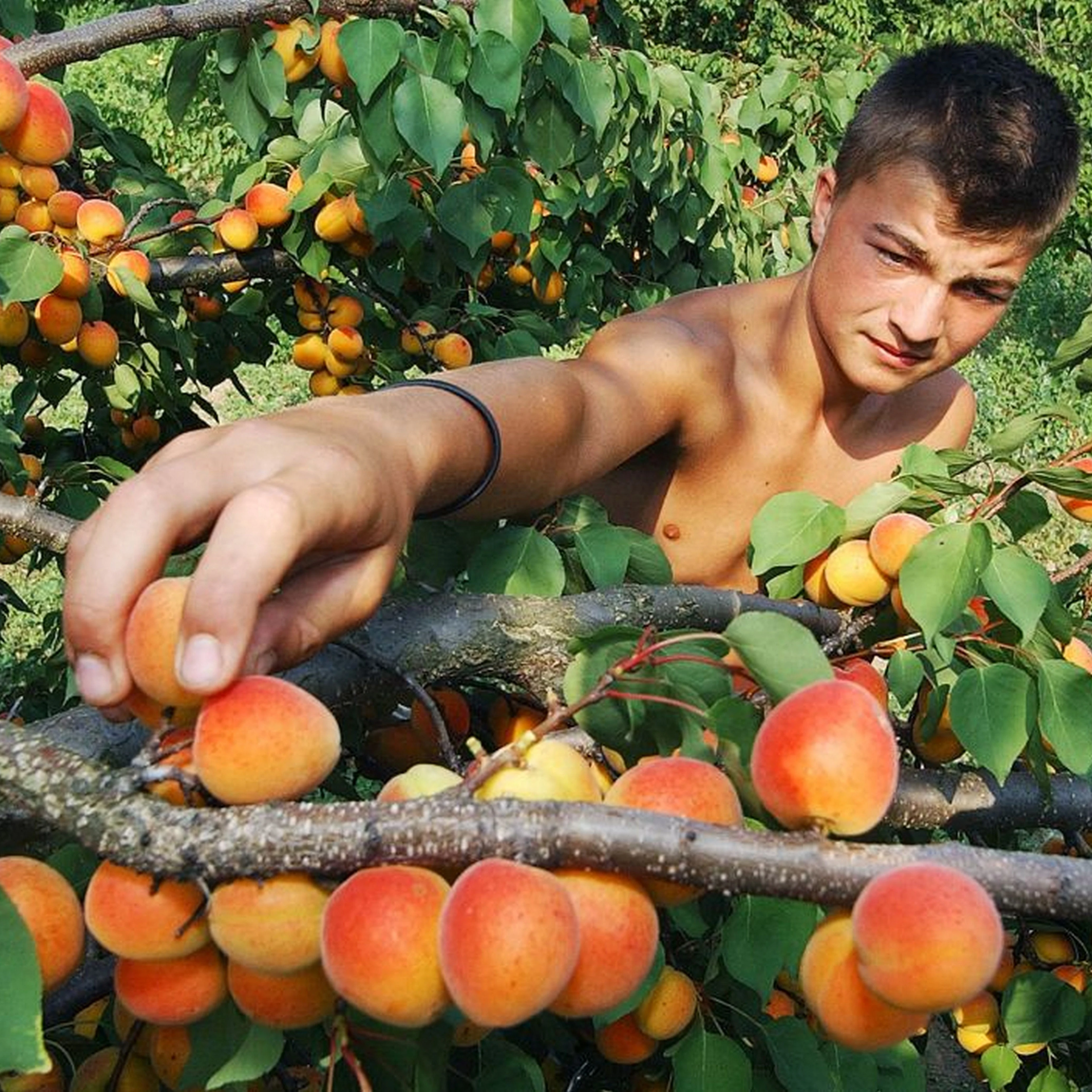 Kecskeméti magyar kajszibarack - image description