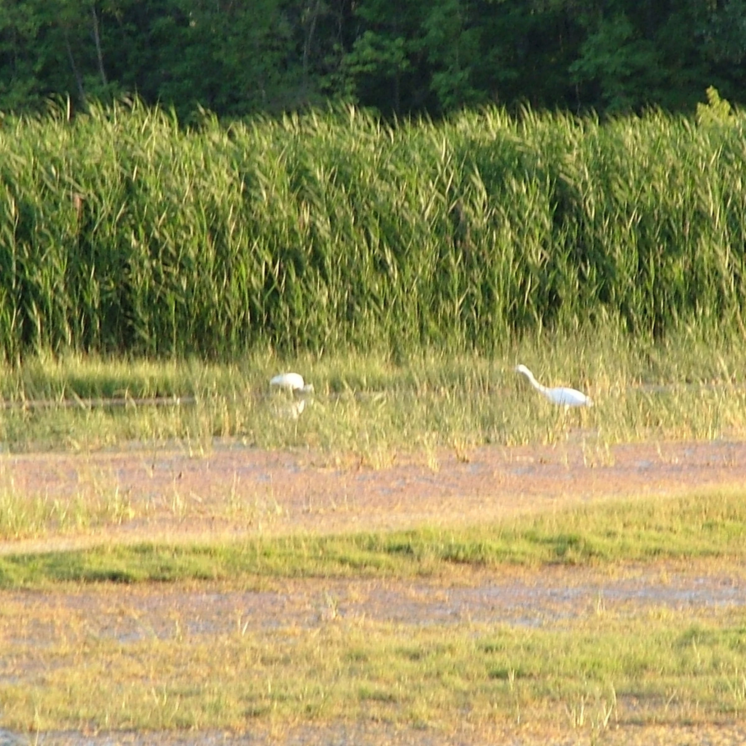 Kolon-tó - image description