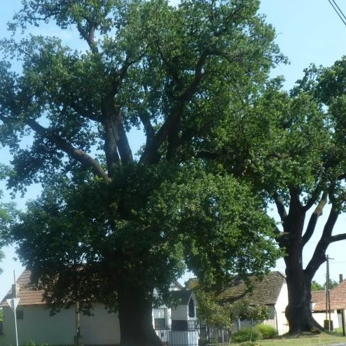 3 db Kocsányos tölgy - image description