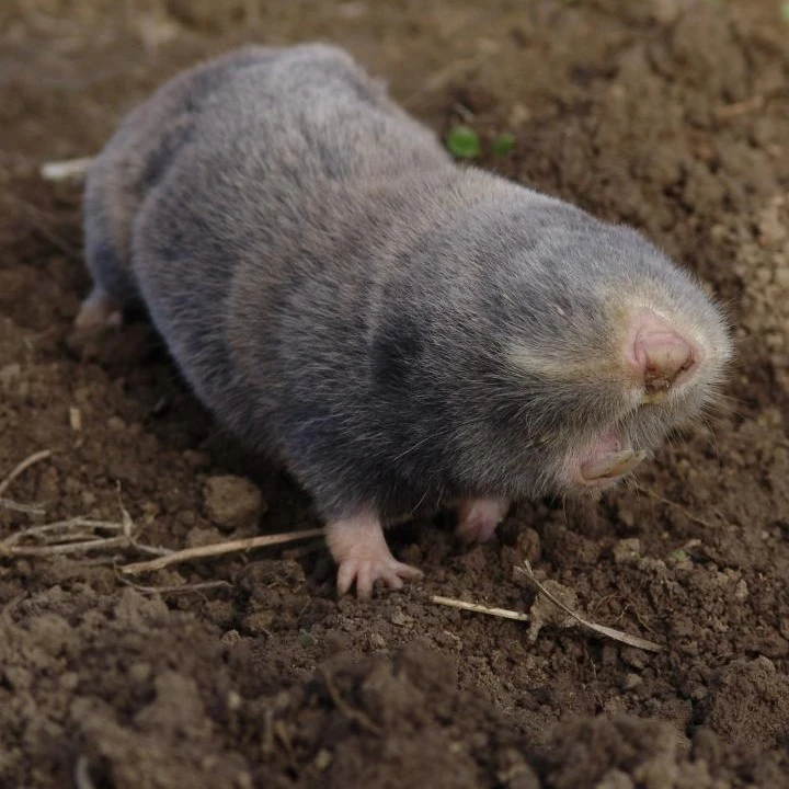 Délvideki földikutya - image description