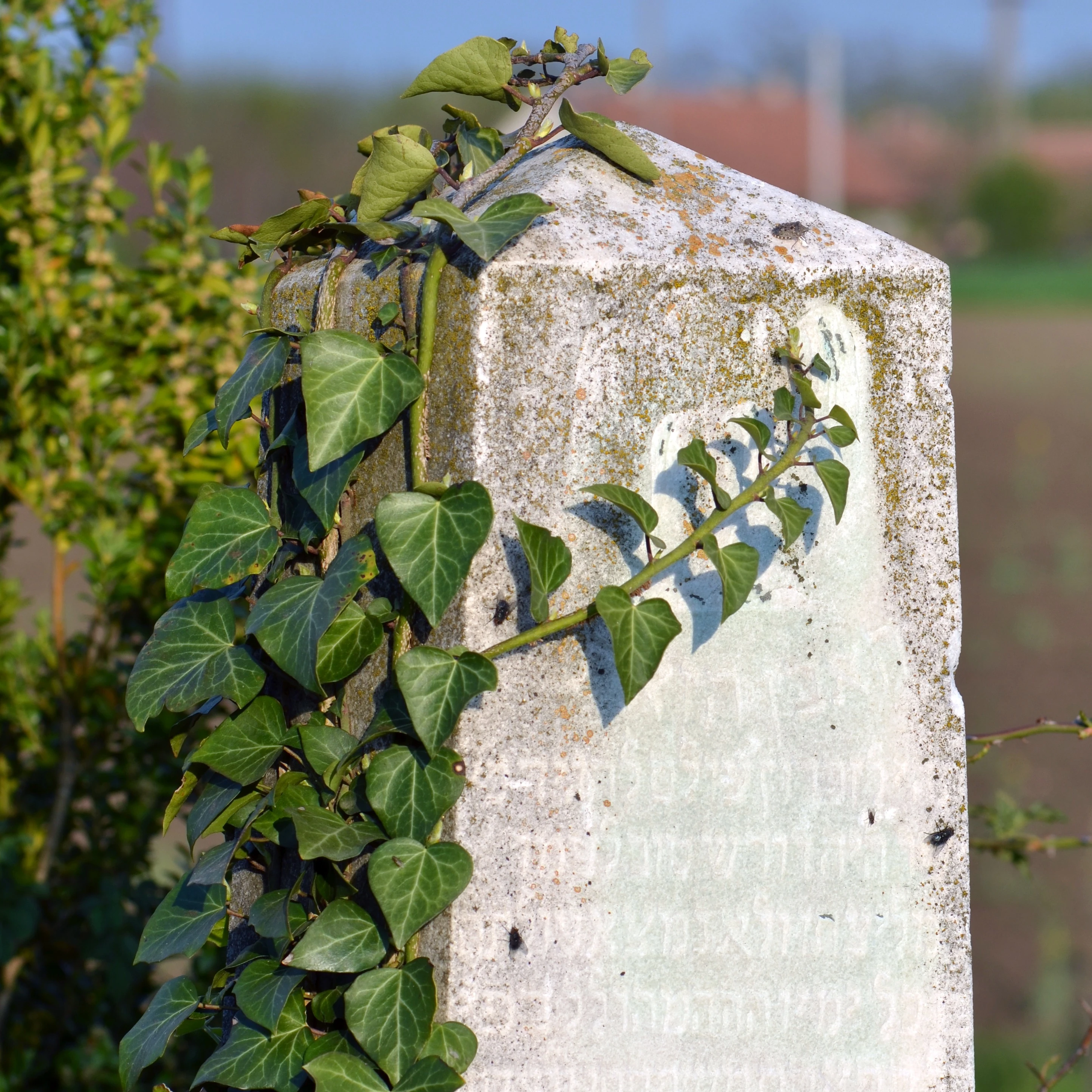 Bácsalmási Zsidó Temető - image description