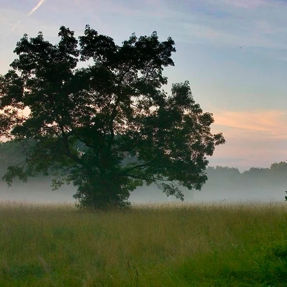 Kiskőrösi-turjános természetvédelmi terület (Szücsi-erdő és az általa körbezárt rétek) - image description