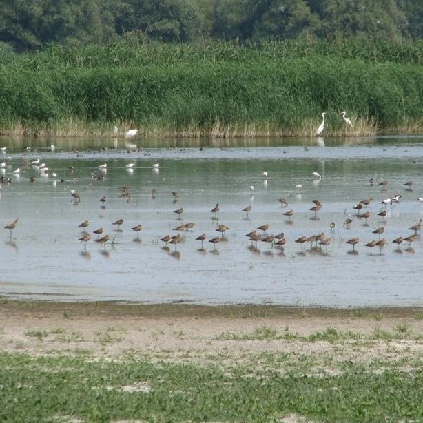 Gátéri Fehér-tó - image description