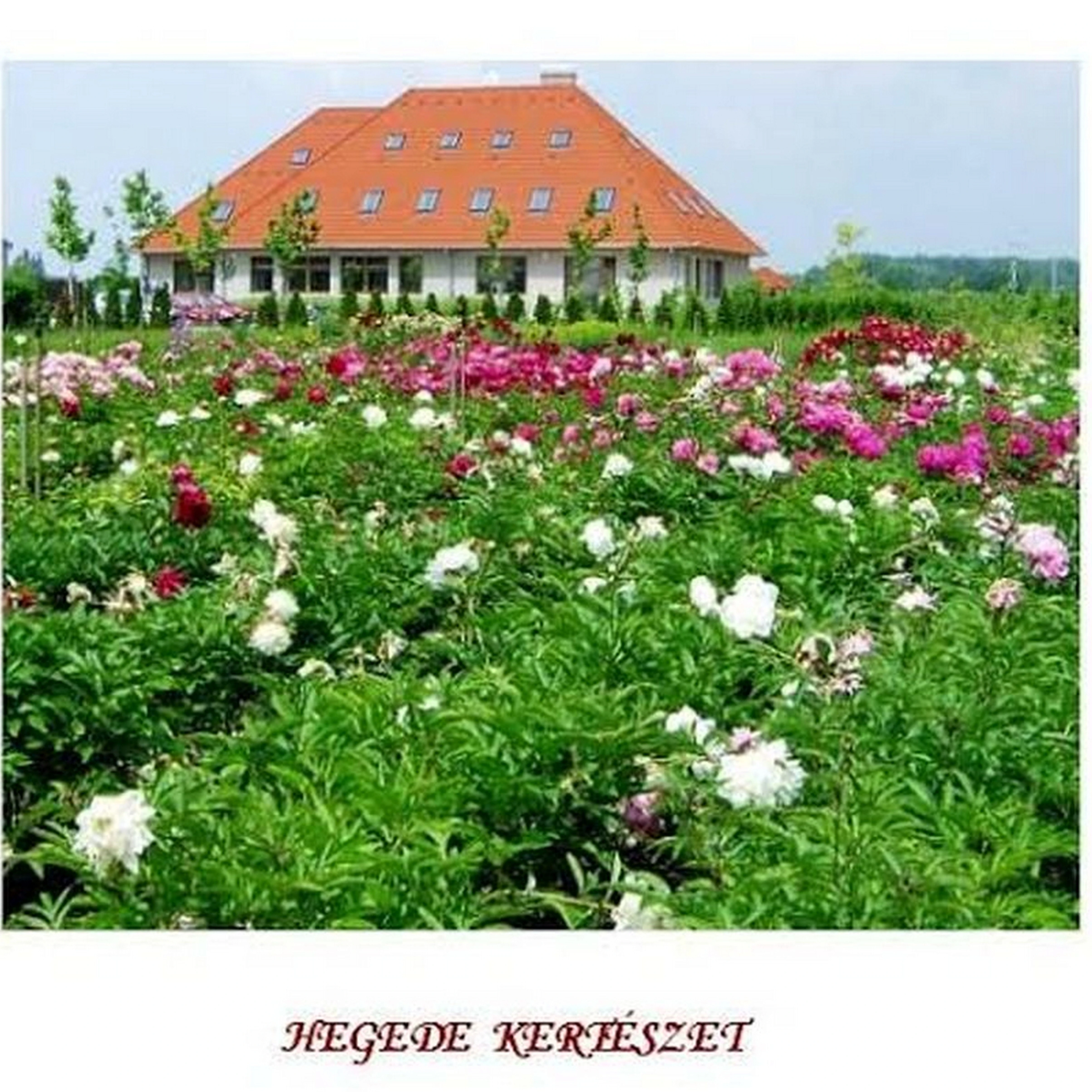 Helvéciai Hegede Kertészet - image description