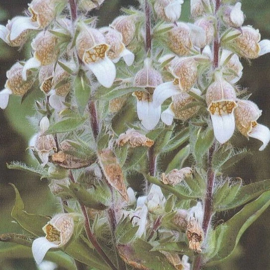 Bácsalmási Gyapjas Gyűszűvirág Termőhelye - image description