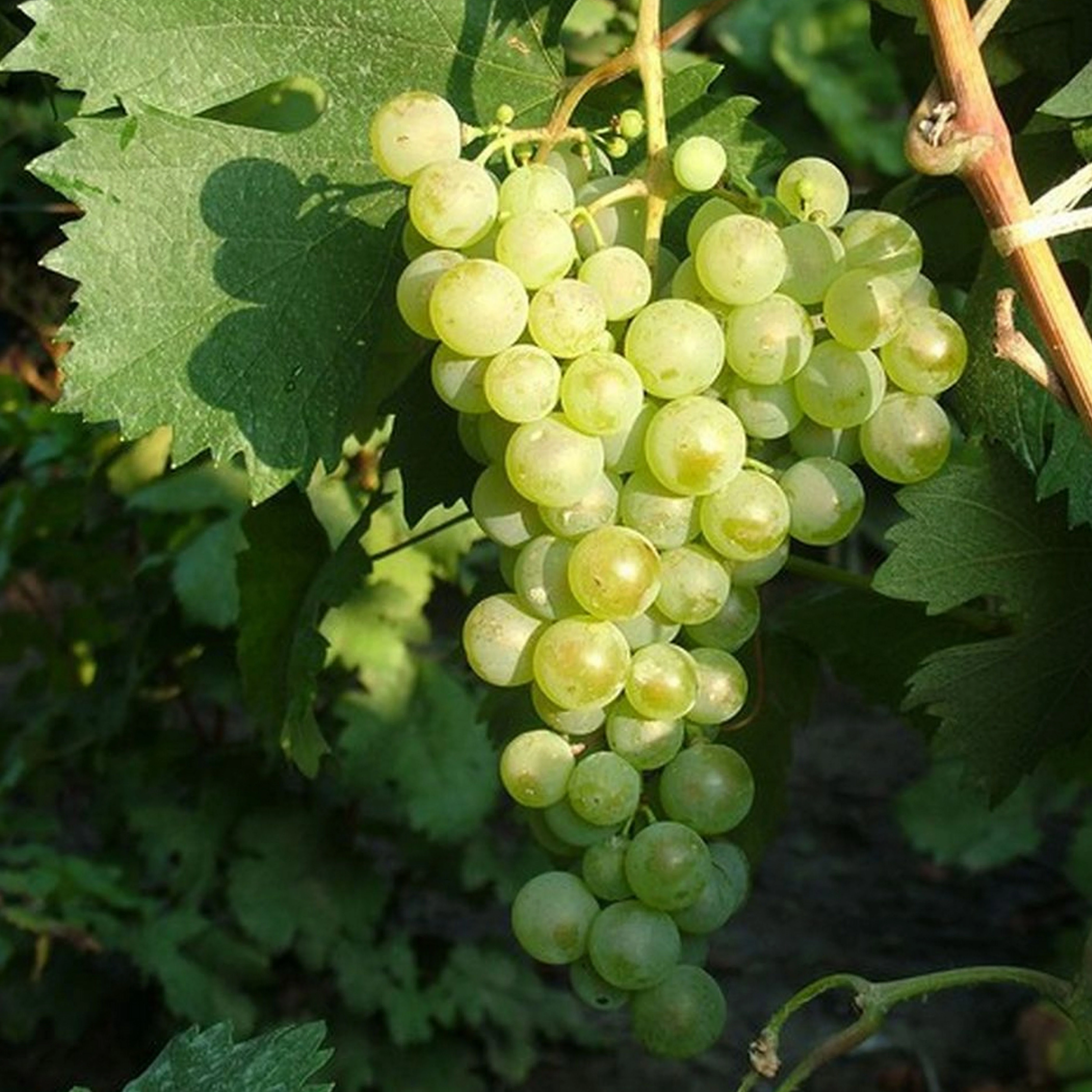 Izsáki Arany sárfehér szőlő - image description