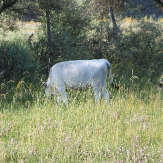 Eördögh András: "Kunfakó" lófajta kitenyésztése és tanyás gazdálkodása - image description