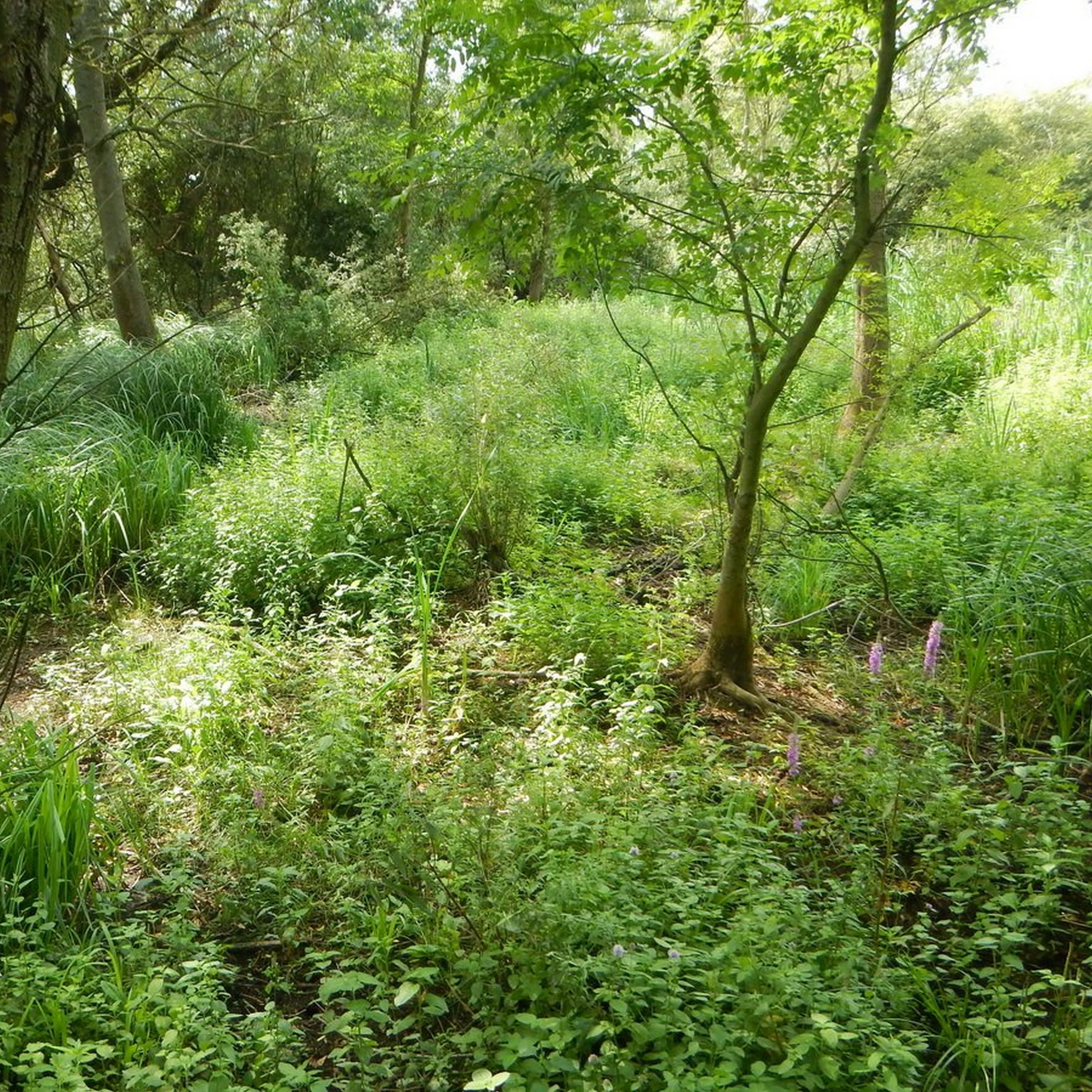 Fejeték mocsár - image description