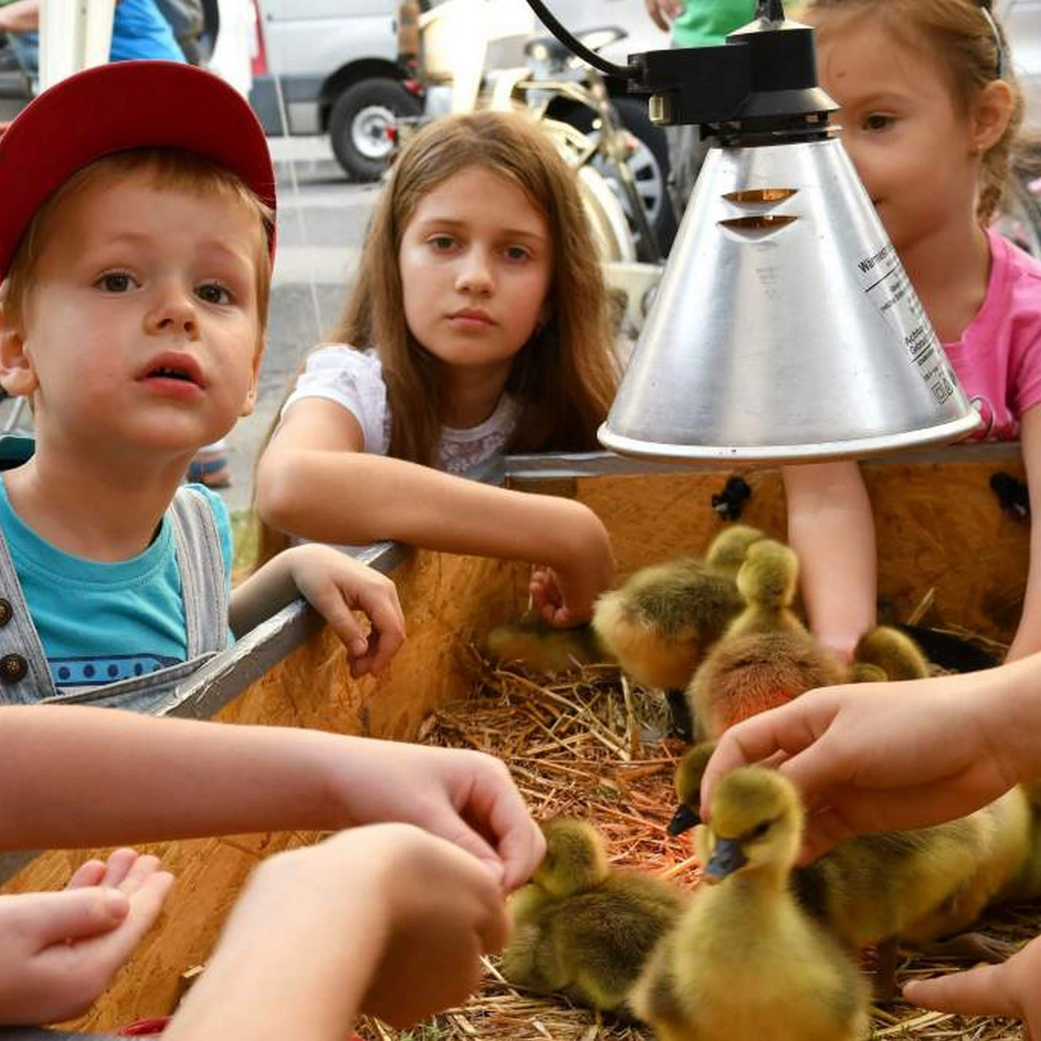  	  Kiskunfélegyházi Libafesztivál - image description