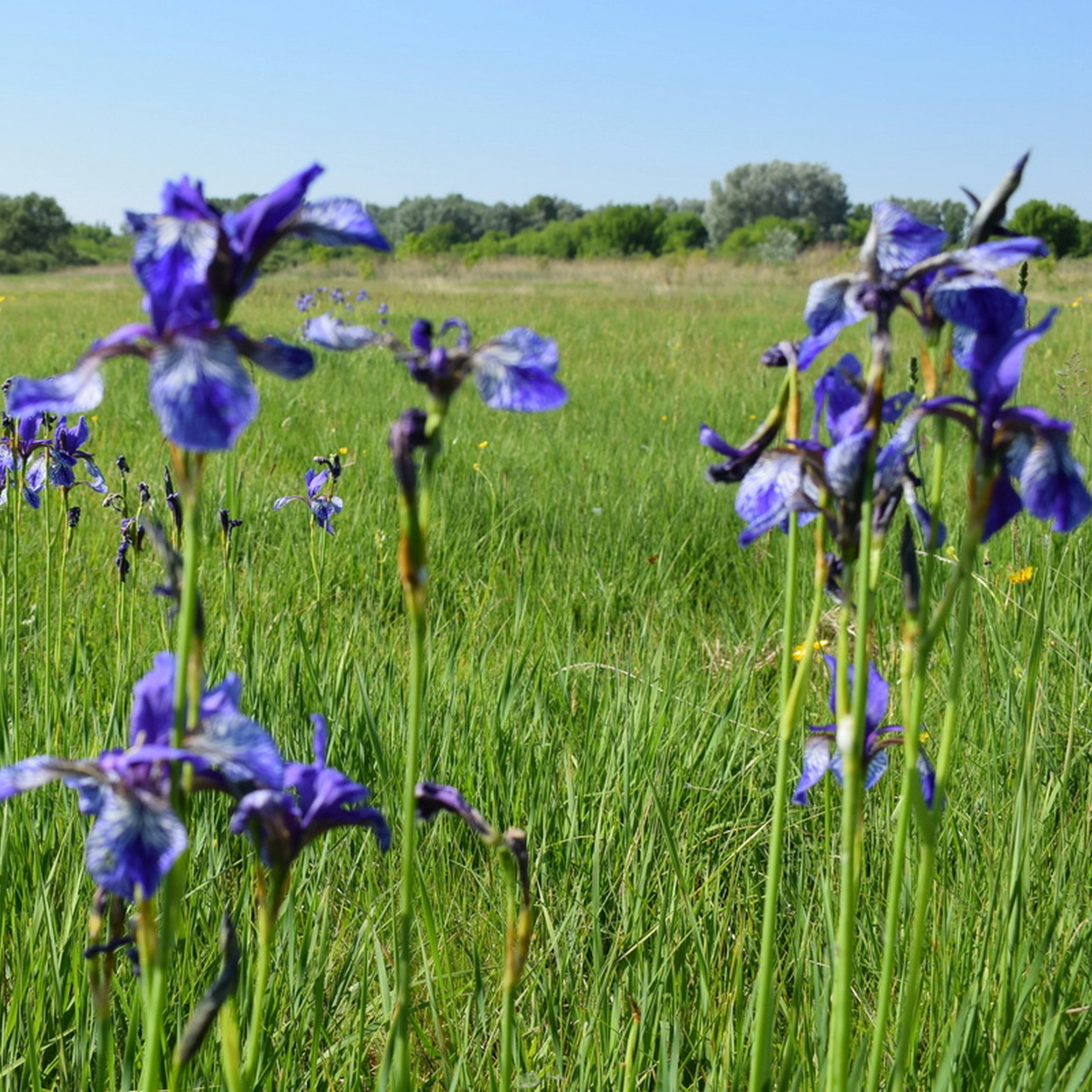 Móricgáti láp - image description