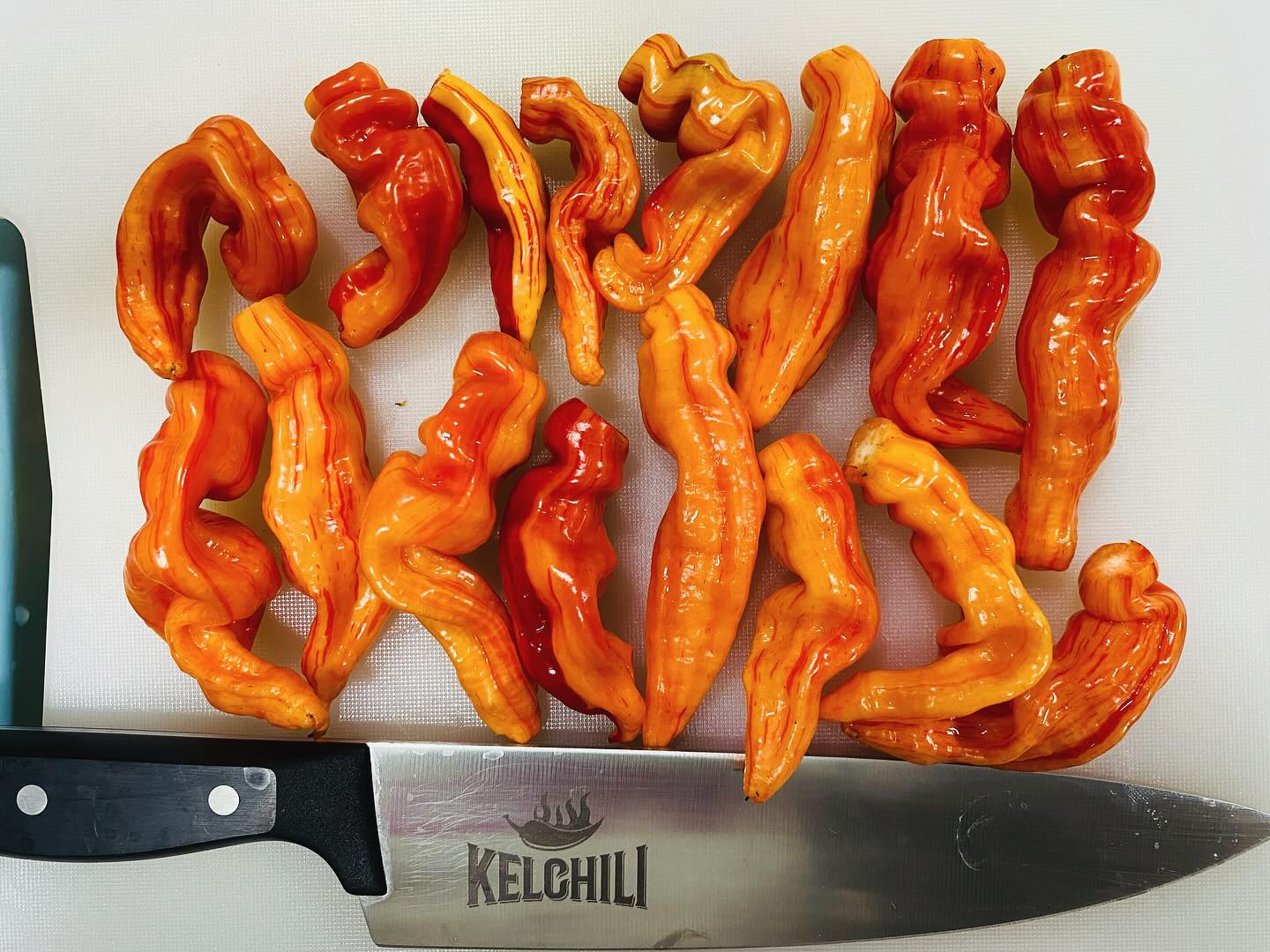 KELCHILI a fi200 klub erős tagja